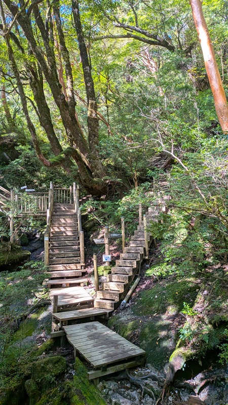 縄文杉の展望デッキが見えてきた